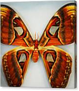 Giant Atlas Moth Canvas Print
