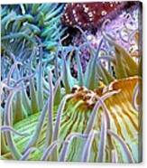 Giant Green Anemones Off Laguna Beach By Patsee Ober Canvas Print