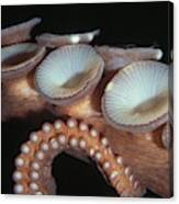Giant Pacific Octopus Suction Cups Canvas Print