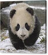 Giant Panda Cub Approaching Wolong China Canvas Print