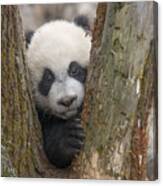 Giant Panda Cub Bifengxia Panda Base Canvas Print