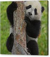 Giant Panda Cub In Tree Canvas Print