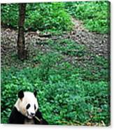 Giant Panda Canvas Print