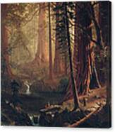 Giant Redwood Trees Of California Canvas Print
