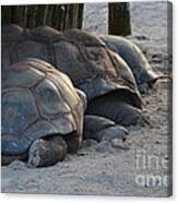 Giant Tortise Canvas Print