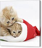Ginger Kittens In Christmas Hat Canvas Print
