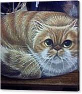 Ginger N White Cat Rock Pet Canvas Print