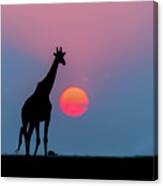 Giraffe At Sunset Chobe Np Botswana Canvas Print