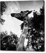 Giraffe Bw - Global Wildlife Center Canvas Print