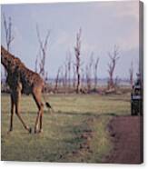 Giraffe Crossing Canvas Print