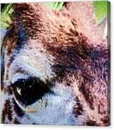 Giraffe Eyes Canvas Print