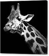 Portrait Of Giraffe In Black And White Canvas Print