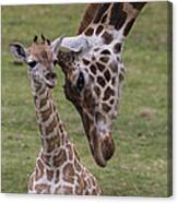 Giraffe Mother Nuzzling Calf Canvas Print