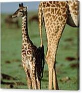 Giraffe Mother With Young Canvas Print