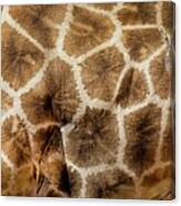 Giraffe Skin Pattern Canvas Print