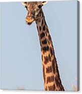 Giraffe Tongue Canvas Print