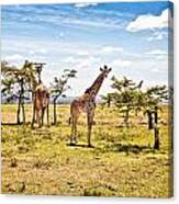 Giraffes In The African Savanna Canvas Print