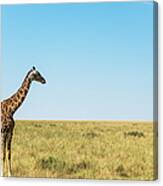 Giraffes On Savannah Grassland Canvas Print