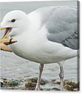 Glaucous-winged Gull Eating A Seastar Canvas Print