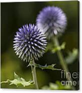 Globe Thistle Canvas Print