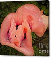 Glorious Pink Poppies Canvas Print