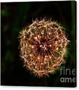 Sparkling Dandylion Canvas Print