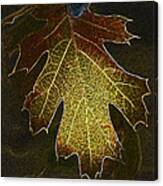 Glowing Leaf Canvas Print