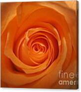 Glowing Orange Rose Canvas Print
