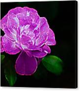 Glowing Rose Ii Canvas Print