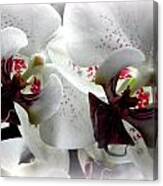 Glowing White Orchids Canvas Print