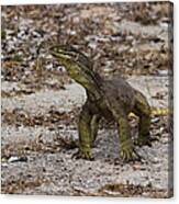 Goanna Canvas Print