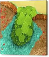 Goblet Cell In The Lining Of The Nasal Epithelium Canvas Print