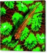 Goby Fish And Coral Fluorescing Canvas Print