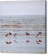 Godwits Wading In Sea At Waters Edge Canvas Print