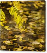 Golden Autumn Colour Foliage On Rainy Pond Canvas Print