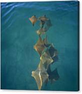 Golden Cownose Rays Schooling Galapagos Canvas Print