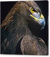 Golden Eagle Aquila Chrysaetos Captive Colorado Canvas Print