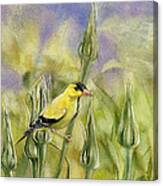 Golden Finch Canvas Print