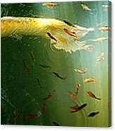 Golden Fluted Koi Tail And Ruby Barbs Canvas Print