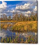 Golden Grasses Canvas Print