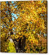 Golden Leaves Of Autumn Canvas Print