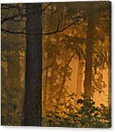 Golden Light Canvas Print