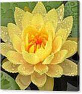 Golden Lily Canvas Print
