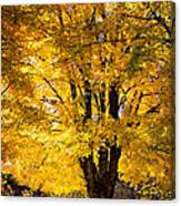 Golden Maples Canvas Print