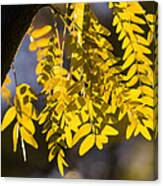 Golden Rain Canvas Print