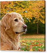 Golden Retriever Dog Autumn Leaves Canvas Print