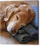 Golden Retriever Dog Forever On Blue Jeans Canvas Print