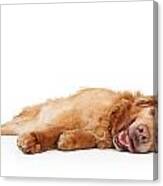 Golden Retriever Dog Laying Down Canvas Print