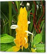 Golden Shrimp Plant Canvas Print