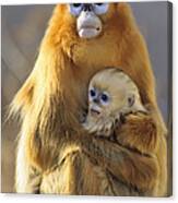 Golden Snub-nosed Monkey And Baby China Canvas Print
